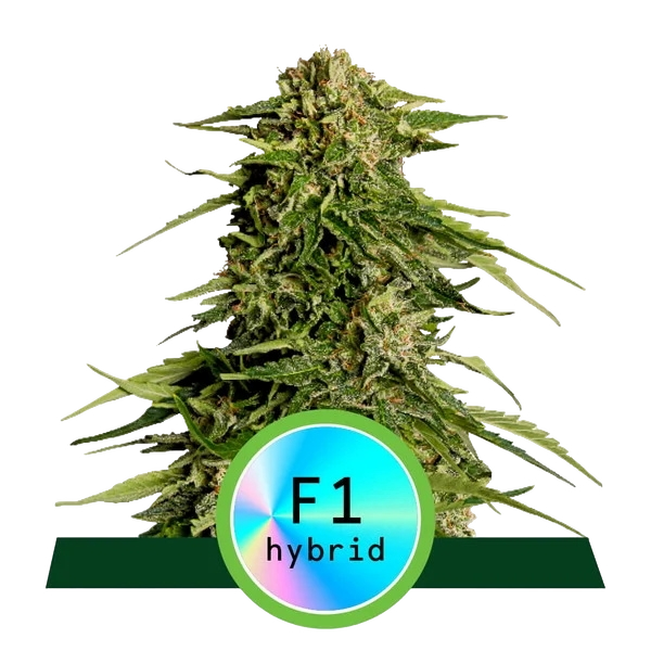 Epsilon F1 | AUTOFEM | Royal Queen Seeds