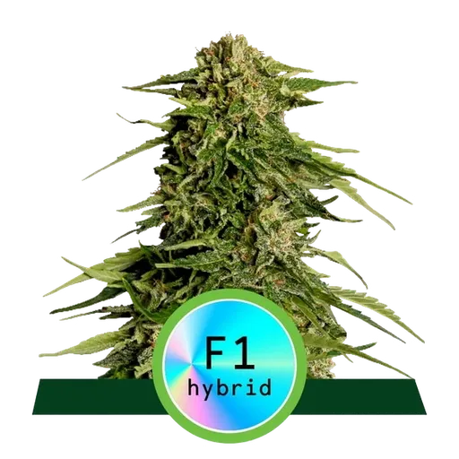 Epsilon F1 | AUTOFEM | Royal Queen Seeds