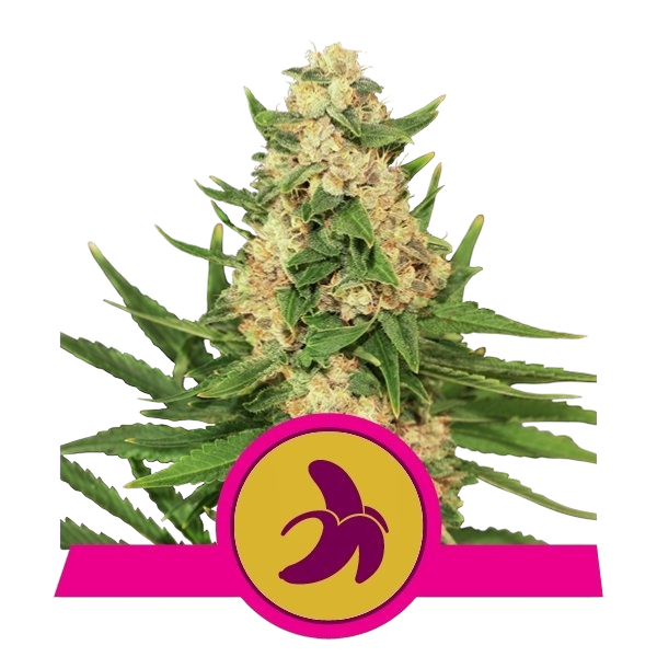 Fat Banana | PHOTOFEM | Royal Queen Seeds