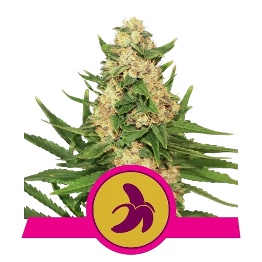 Fat Banana | PHOTOFEM | Royal Queen Seeds