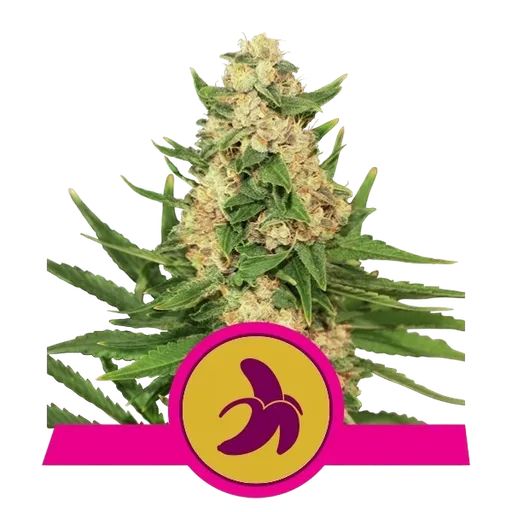 Fat Banana | PHOTOFEM | Royal Queen Seeds