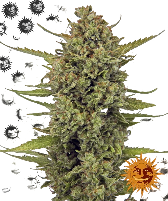 Acapulco Gold | PHOTOFEM | Barneys Farm