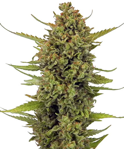 Acapulco Gold | PHOTOFEM | Barneys Farm