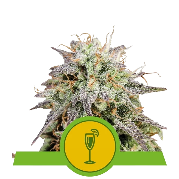 Mimosa | AUTOFEM | Royal Queen Seeds