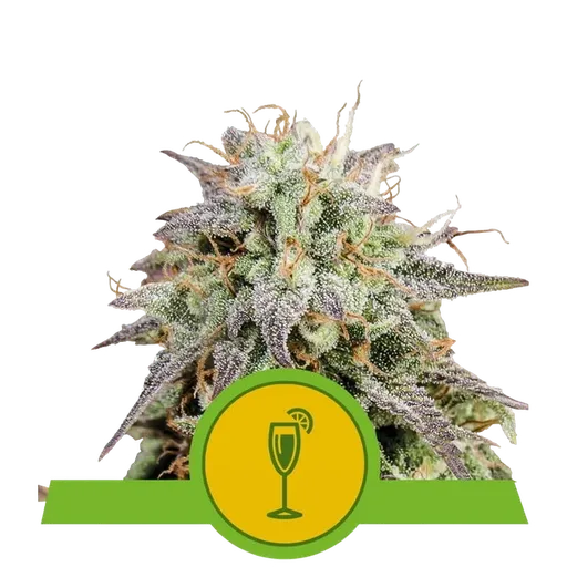 Mimosa Auto | AUTOFEM | Royal Queen Seeds