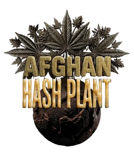 Afghan Hash Plant | PHOTOREG | Barneys Farm