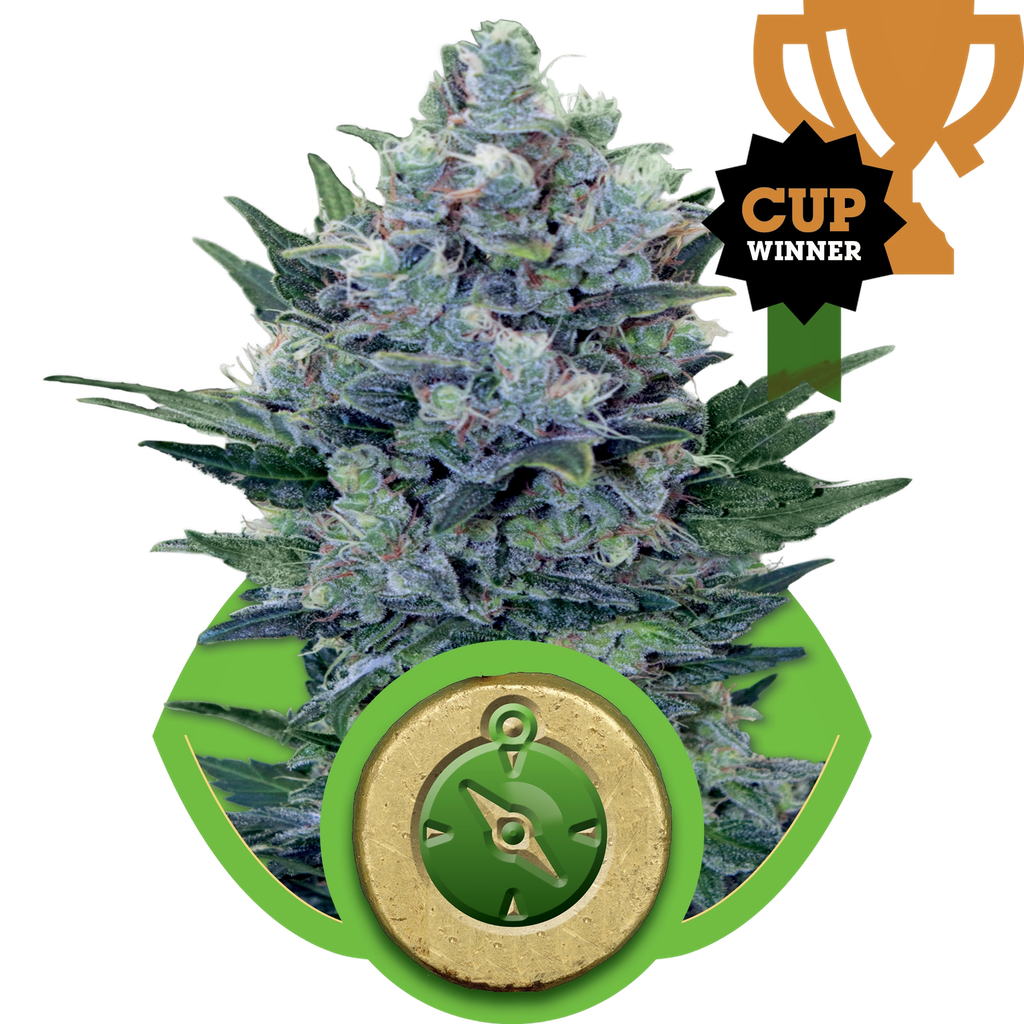Northern Light | AUTOFEM | Royal Queen Seeds