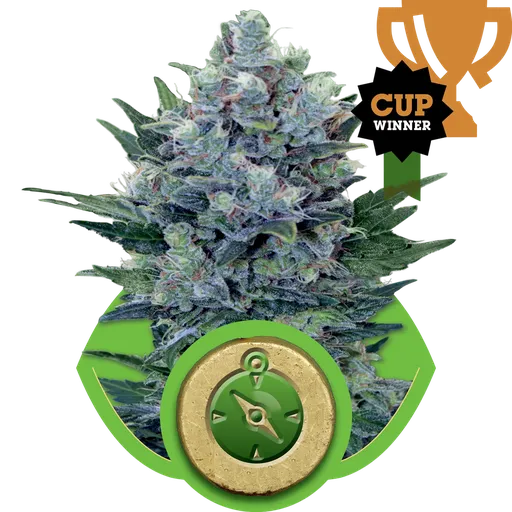Northern Light Auto | AUTOFEM | Royal Queen Seeds