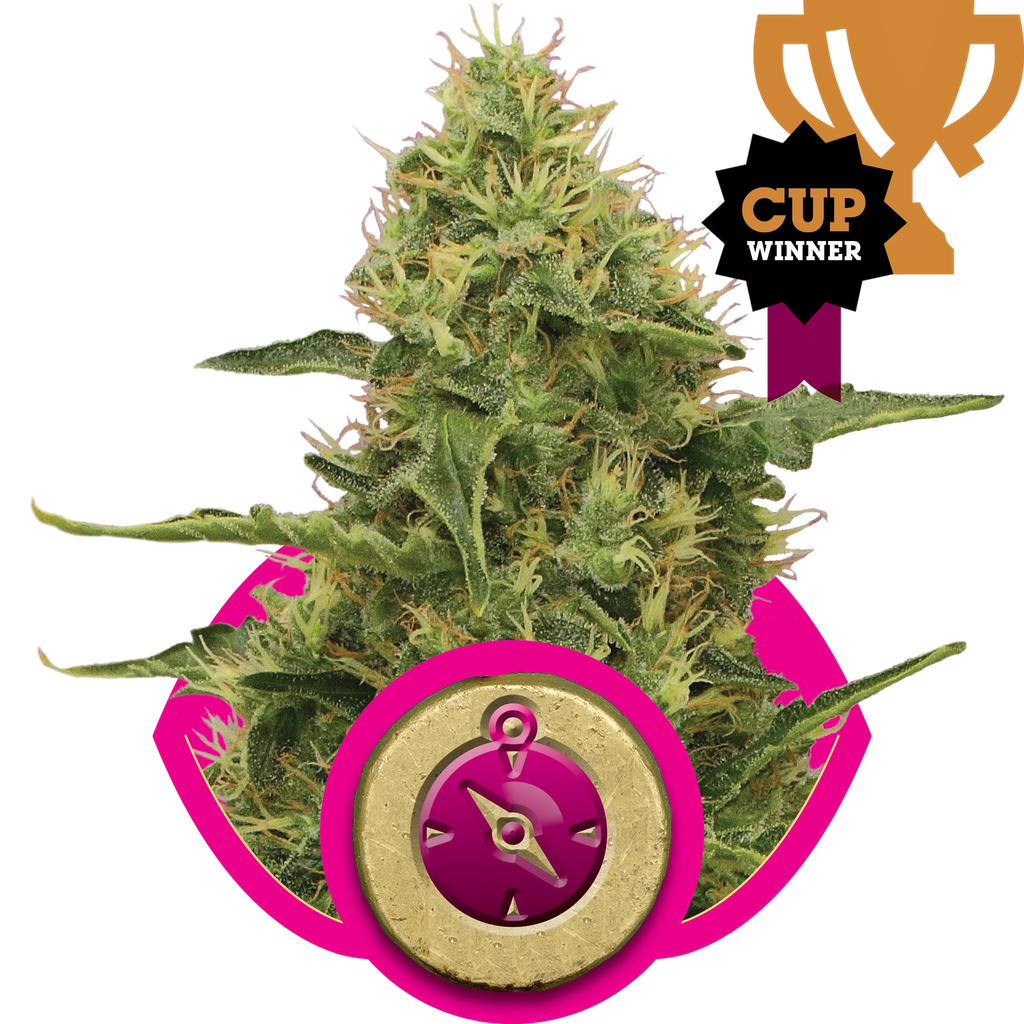 Northern Light | PHOTOFEM | Royal Queen Seeds