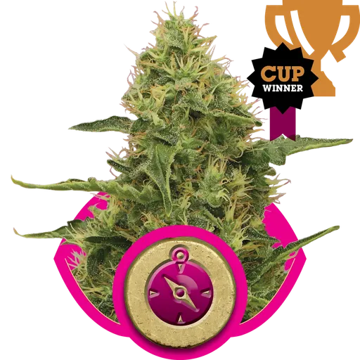 Northern Light | PHOTOFEM | Royal Queen Seeds