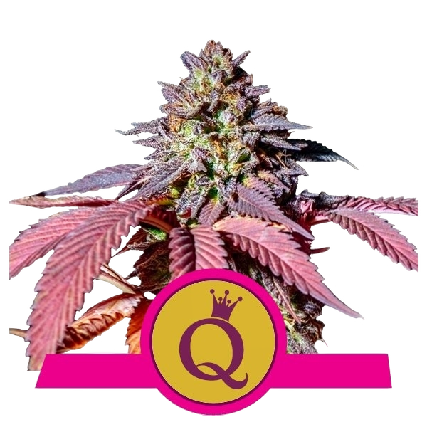 Purple Queen | PHOTOFEM | Royal Queen Seeds