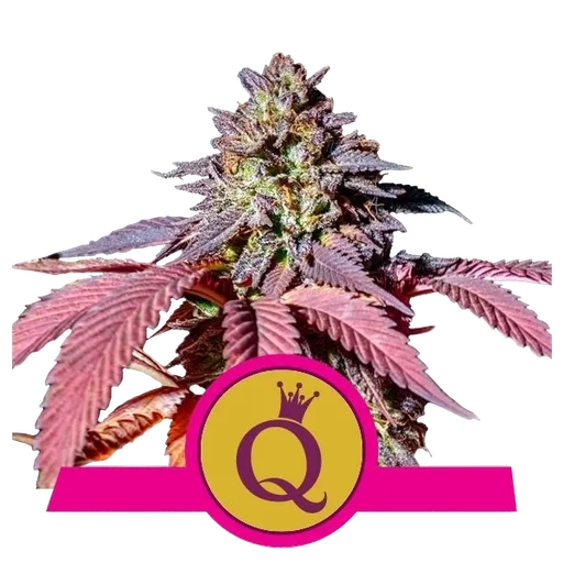 Purple Queen | PHOTOFEM | Royal Queen Seeds
