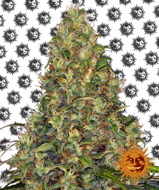 Amnesia Haze | AUTOFEM | Barneys Farm