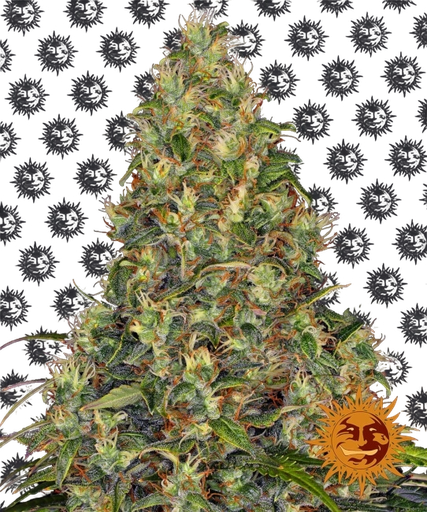 Amnesia Haze | AUTOFEM | Barneys Farm