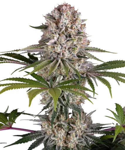 Amnesia Haze | PHOTOFEM | Barneys Farm
