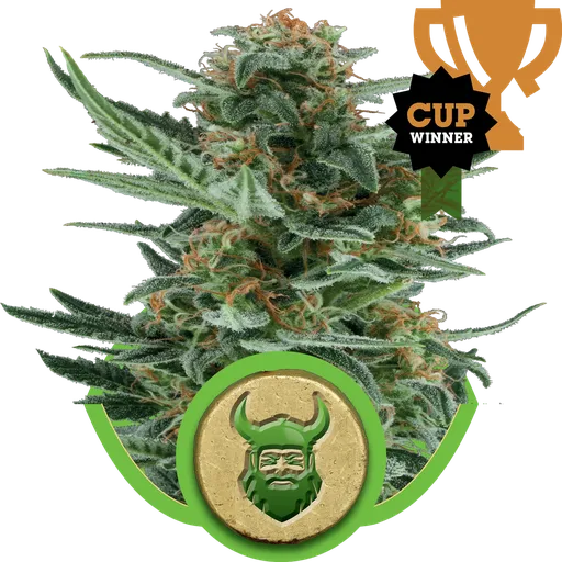 Royal Dwarf | AUTOFEM | Royal Queen Seeds