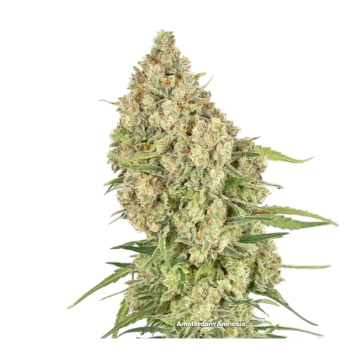 Amsterdam Amnesia | PHOTOFEM | Dutch Passion