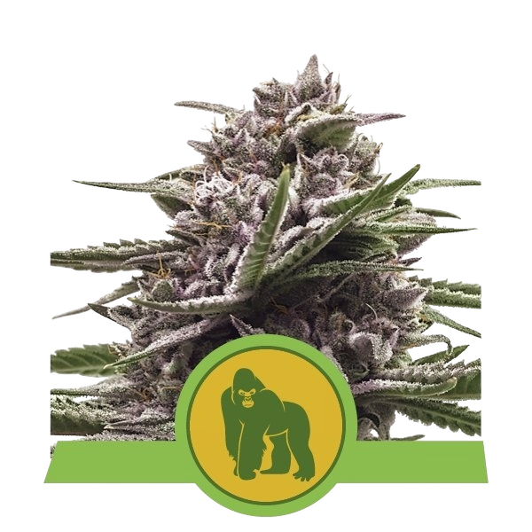 Royal Gorilla | AUTOFEM | Royal Queen Seeds