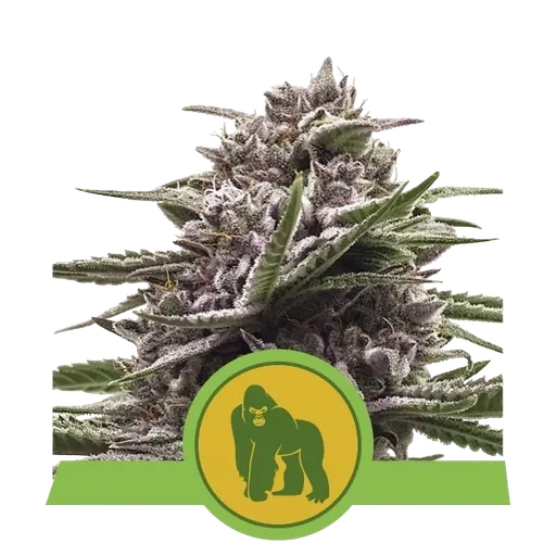 Royal Gorilla Auto | AUTOFEM | Royal Queen Seeds