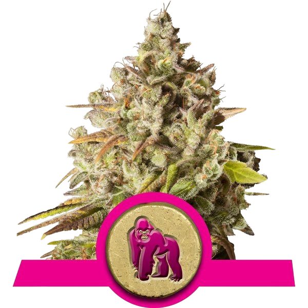 Royal Gorilla | PHOTOFEM | Royal Queen Seeds