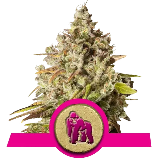 Royal Gorilla | PHOTOFEM | Royal Queen Seeds