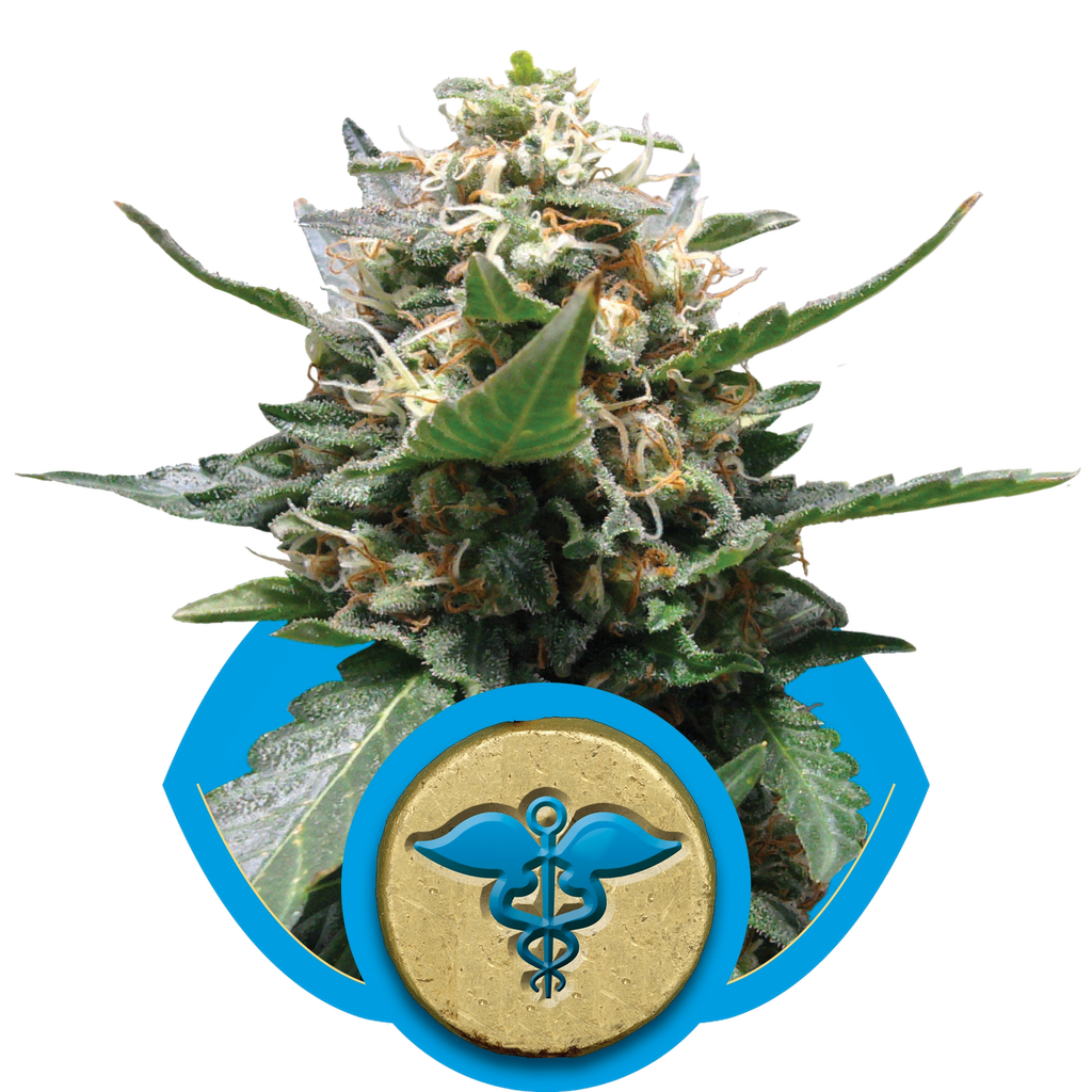 Royal Medic CBD | PHOTOFEM | Royal Queen Seeds
