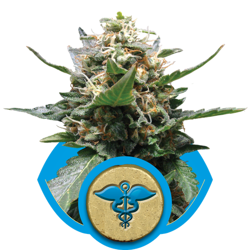 Royal Medic CBD | PHOTOFEM | Royal Queen Seeds