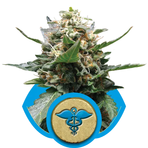 Royal Medic CBD | PHOTOFEM | Royal Queen Seeds