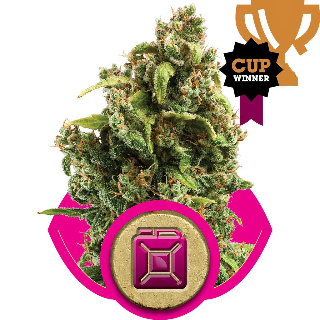 Sour Diesel | PHOTOFEM | Royal Queen Seeds