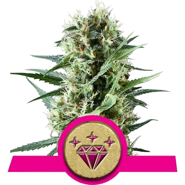 Special Kush #1 | PHOTOFEM | Royal Queen Seeds