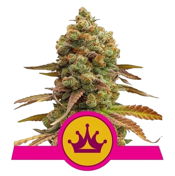 Skunk XL | PHOTOFEM | Royal Queen Seeds