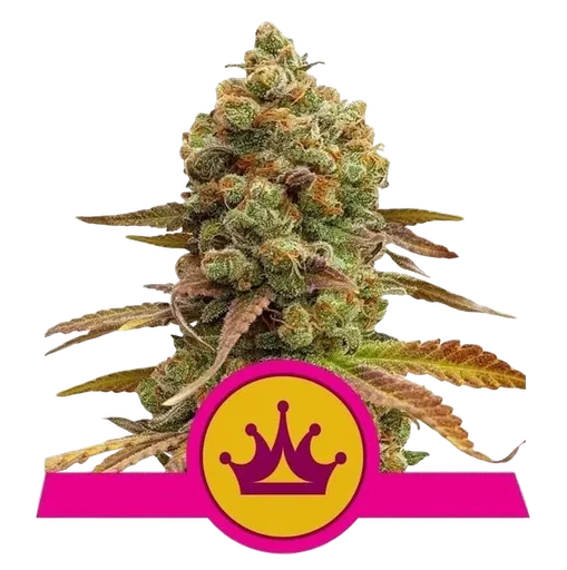 Skunk XL | PHOTOFEM | Royal Queen Seeds
