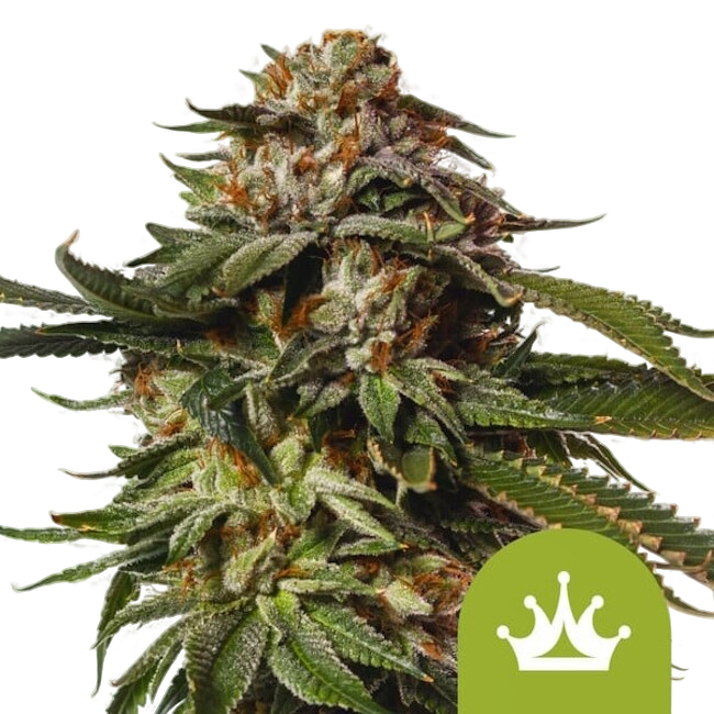 Special Queen #1 | AUTOFEM | Royal Queen Seeds