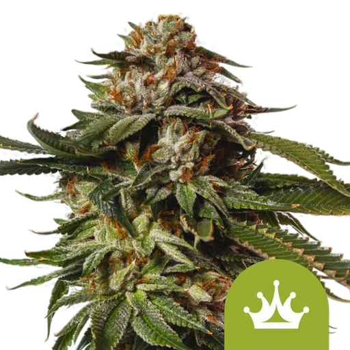 Special Queen #1 | AUTOFEM | Royal Queen Seeds