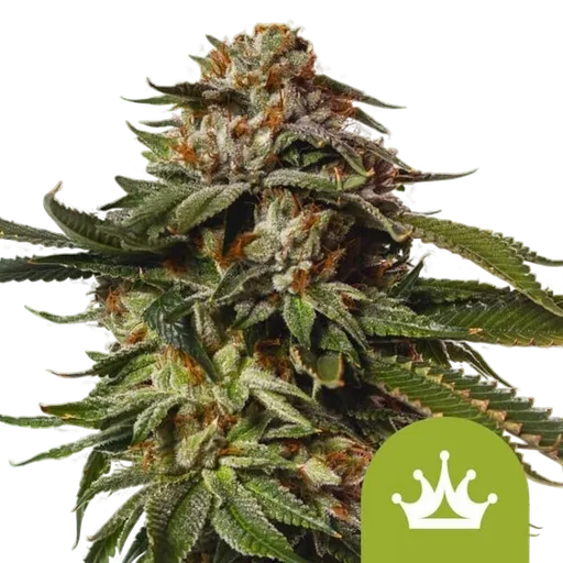 Special Queen #1 Auto | AUTOFEM | Royal Queen Seeds