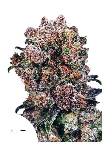 Blueberry | PHOTOFEM | Dutch Passion