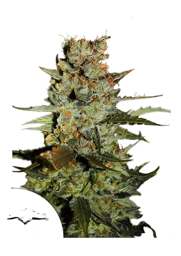 Blueberry Auto | AUTOFEM | Dutch Passion