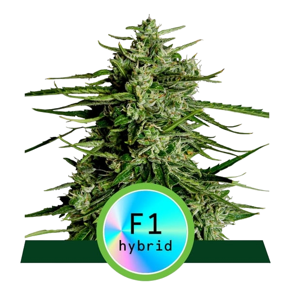 Titan F1 | AUTOFEM | Royal Queen Seeds