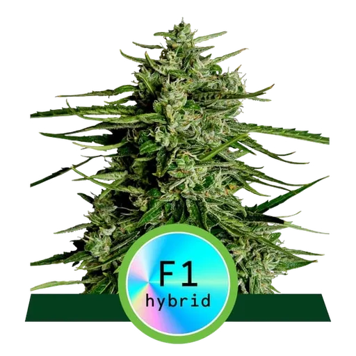 Titan F1 | AUTOFEM | Royal Queen Seeds
