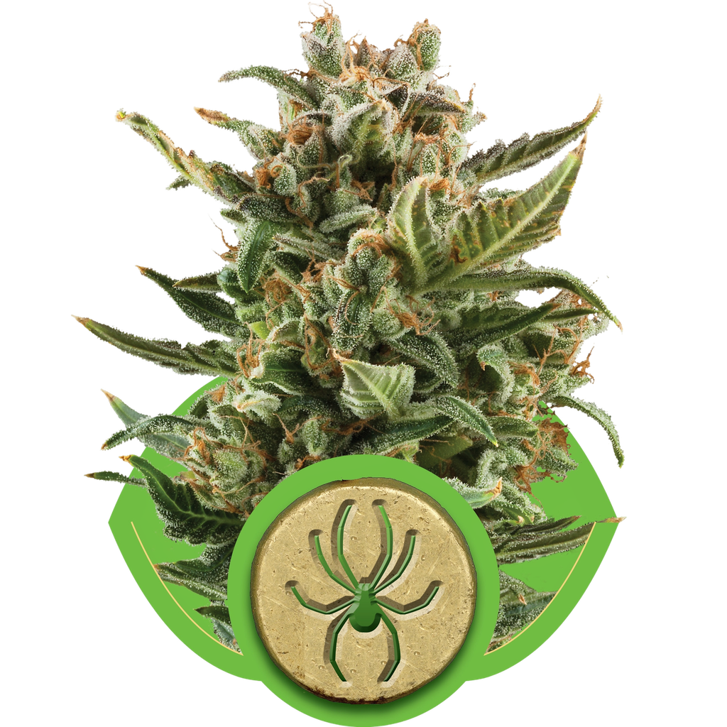 White Widow | AUTOFEM | Royal Queen Seeds