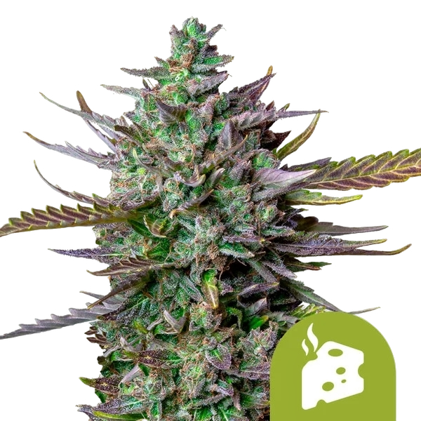 Blue Cheese | AUTOFEM | Royal Queen Seeds