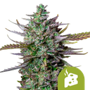 Blue Cheese | AUTOFEM | Royal Queen Seeds