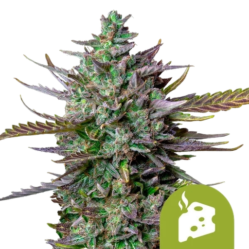 Blue Cheese | AUTOFEM | Royal Queen Seeds