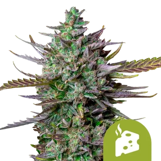 Blue Cheese Auto | AUTOFEM | Royal Queen Seeds