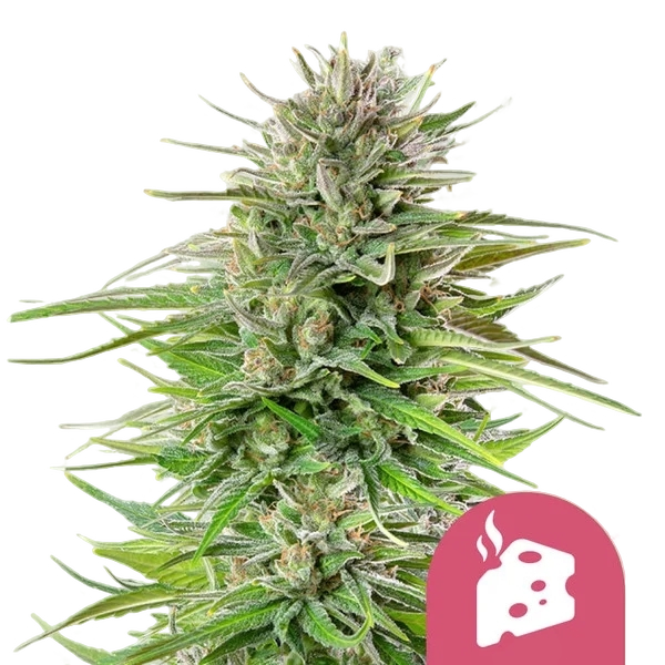 Blue Cheese | PHOTOFEM | Royal Queen Seeds