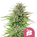 Blue Cheese | PHOTOFEM | Royal Queen Seeds
