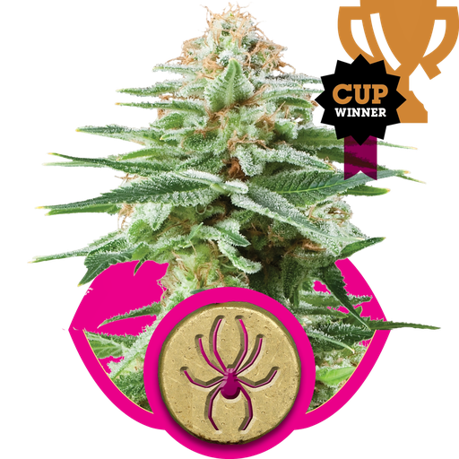 White Widow | PHOTOFEM | Royal Queen Seeds