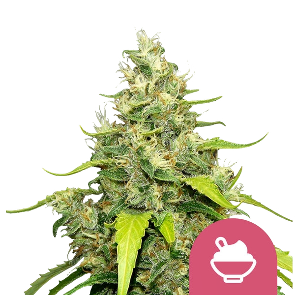 Blue Gelato | PHOTOFEM | Royal Queen Seeds