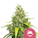 Blue Gelato | PHOTOFEM | Royal Queen Seeds