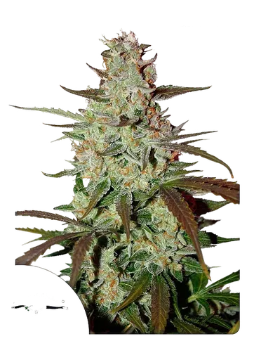 Blue Mazar | AUTOFEM | Dutch Passion